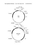 FLUORESCENT FUSION POLYPEPTIDES AND METHODS OF USE diagram and image