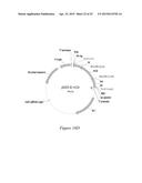 FLUORESCENT FUSION POLYPEPTIDES AND METHODS OF USE diagram and image