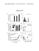 USES OF IL-12 AND THE IL-12 RECEPTOR POSITIVE CELL IN TISSUE REPAIR AND     REGENERATION diagram and image