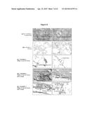 USES OF IL-12 AND THE IL-12 RECEPTOR POSITIVE CELL IN TISSUE REPAIR AND     REGENERATION diagram and image