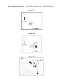 USES OF IL-12 AND THE IL-12 RECEPTOR POSITIVE CELL IN TISSUE REPAIR AND     REGENERATION diagram and image