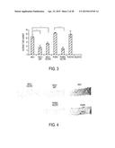 FILAMENTOUS BACTERIOPHAGE AS AN ANGIOGENESIS MODULATOR diagram and image