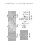 FILAMENTOUS BACTERIOPHAGE AS AN ANGIOGENESIS MODULATOR diagram and image