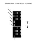 GENERATING PLURIPOTENT CELLS DE NOVO diagram and image