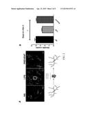 STEM CELLS AS AN INDIVIDUALIZED MATERNAL THERAPY FOR PREVENTION OF     PREMATURITY diagram and image