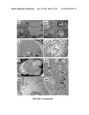 BIOMATRIX SCAFFOLDS diagram and image