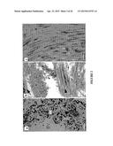 BIOMATRIX SCAFFOLDS diagram and image