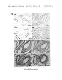 BIOMATRIX SCAFFOLDS diagram and image