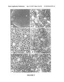 BIOMATRIX SCAFFOLDS diagram and image