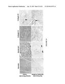 BIOMATRIX SCAFFOLDS diagram and image