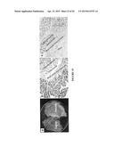 BIOMATRIX SCAFFOLDS diagram and image