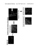 THREE-DIMENSIONAL TISSUE STRUCTURE diagram and image