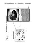 THREE-DIMENSIONAL TISSUE STRUCTURE diagram and image