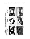 THREE-DIMENSIONAL TISSUE STRUCTURE diagram and image