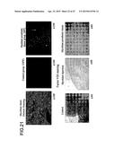 THREE-DIMENSIONAL TISSUE STRUCTURE diagram and image