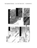 THREE-DIMENSIONAL TISSUE STRUCTURE diagram and image