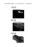 THREE-DIMENSIONAL TISSUE STRUCTURE diagram and image