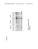 MODIFICATION OF CXCR4 USING ENGINEERED ZINC FINGER PROTEINS diagram and image