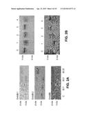 ENZYMES AND METHODS FOR CLEAVING N-GLYCANS FROM GLYCOPROTEINS diagram and image