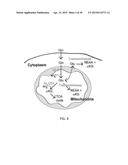 TARGETING THE GLUTAMINE TO PYRUVATE PATHWAY FOR TREATMENT OF ONCOGENIC     KRAS-ASSOCIATED CANCER diagram and image