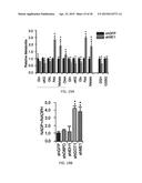 TARGETING THE GLUTAMINE TO PYRUVATE PATHWAY FOR TREATMENT OF ONCOGENIC     KRAS-ASSOCIATED CANCER diagram and image