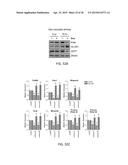 TARGETING THE GLUTAMINE TO PYRUVATE PATHWAY FOR TREATMENT OF ONCOGENIC     KRAS-ASSOCIATED CANCER diagram and image