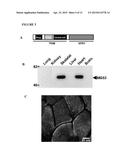 COMPOSITIONS COMPRISING MG53 AND METHODS FOR THE TREATMENT AND PREVENTION     OF AIRWAY INJURY diagram and image