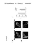 COMPOSITIONS COMPRISING MG53 AND METHODS FOR THE TREATMENT AND PREVENTION     OF AIRWAY INJURY diagram and image