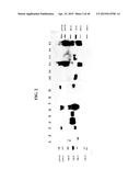 COMPOSITIONS AND METHODS RELATED TO THE PREVENTION AND TREATMENT OF RABIES     INFECTION diagram and image