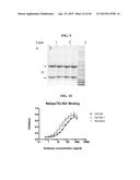 COMPOSITIONS AND METHODS RELATED TO THE PREVENTION AND TREATMENT OF RABIES     INFECTION diagram and image