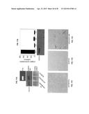 COMPOSITIONS FOR INHIBITION OF QUIESCIN SULFHYDRYL OXIDASE (QSOX1) AND     USES OF SAME diagram and image