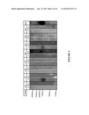 Extracellular Matrix Metalloproteinase Inducer (Emmprin) Peptides And     Binding Antibodies diagram and image