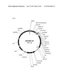 DRUG CONJUGATE COMPRISING DRUG LINKED TO HUMAN C-MET ANTIBODY, AND USE     THEREFOR diagram and image