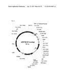 DRUG CONJUGATE COMPRISING DRUG LINKED TO HUMAN C-MET ANTIBODY, AND USE     THEREFOR diagram and image