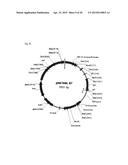 DRUG CONJUGATE COMPRISING DRUG LINKED TO HUMAN C-MET ANTIBODY, AND USE     THEREFOR diagram and image