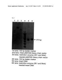 DRUG CONJUGATE COMPRISING DRUG LINKED TO HUMAN C-MET ANTIBODY, AND USE     THEREFOR diagram and image