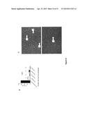 METHOD FOR IN VITRO DIFFERENTIATION OF BLOOD CIRCULATING CELLS INTO     NEURONAL-LIKE CELLS AND APPLICATIONS THEREOF diagram and image