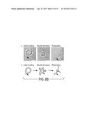 METHOD FOR IN VITRO DIFFERENTIATION OF BLOOD CIRCULATING CELLS INTO     NEURONAL-LIKE CELLS AND APPLICATIONS THEREOF diagram and image