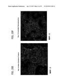 IN VITRO MODEL FOR A TUMOR MICROENVIRONMENT diagram and image