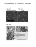 IN VITRO MODEL FOR A TUMOR MICROENVIRONMENT diagram and image