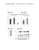 IN VITRO MODEL FOR A TUMOR MICROENVIRONMENT diagram and image