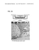 IN VITRO MODEL FOR A TUMOR MICROENVIRONMENT diagram and image