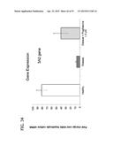 IN VITRO MODEL FOR A TUMOR MICROENVIRONMENT diagram and image