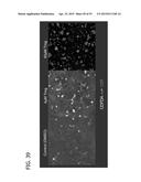 IN VITRO MODEL FOR A TUMOR MICROENVIRONMENT diagram and image