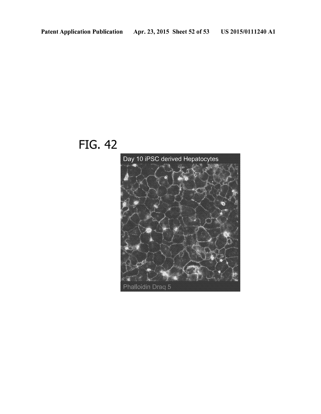 IN VITRO MODEL FOR A TUMOR MICROENVIRONMENT - diagram, schematic, and image 53