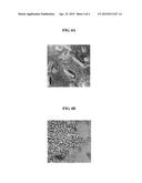 METHOD OF DOUBLE-COATING LACTIC ACID BACTERIA diagram and image