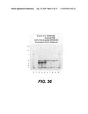 METHOD AND APPARATUS FOR ANTIBODY PRODUCTION AND PURIFICATION diagram and image