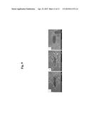 METHODS FOR PREPARING TE(O) FROM TE(IV) USING METAL-REDUCING BACTERIA AND     IRON ION diagram and image