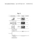 METHODS FOR PREPARING TE(O) FROM TE(IV) USING METAL-REDUCING BACTERIA AND     IRON ION diagram and image