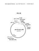 HEXON ISOLATED FROM SIMIAN ADENOVIRUS SEROTYPE 19, HYPERVARIABLE REGION     THEREOF AND CHIMERIC ADENOVIRUS USING THE SAME diagram and image